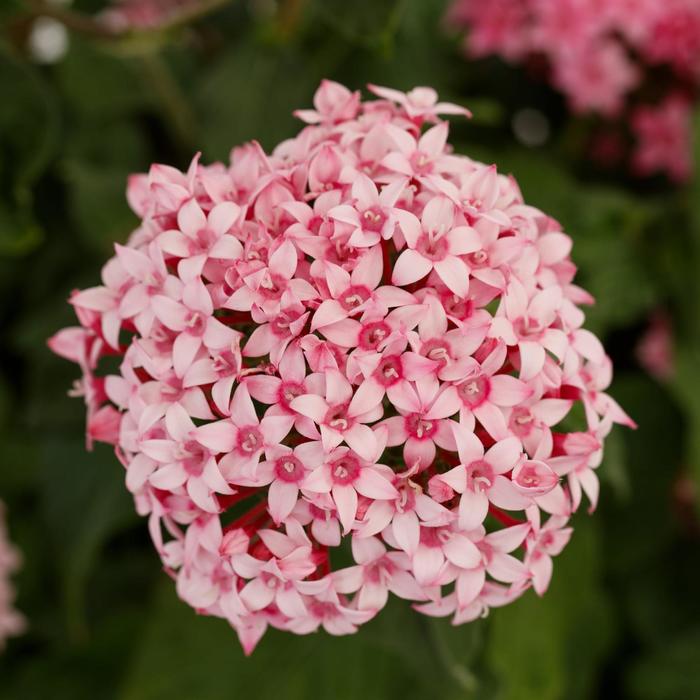 Penta White Quart