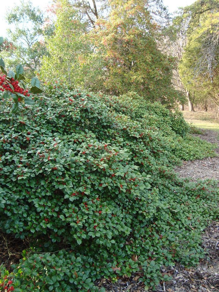 Dwarf Yaupon Holly 'Nana' at Garden Center of Las Cruces