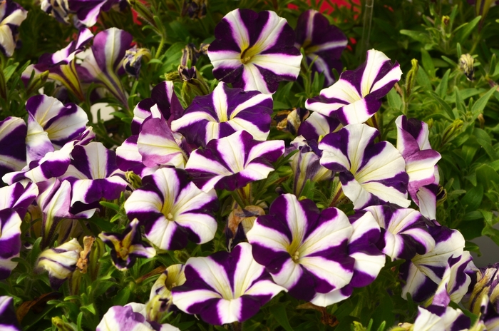 Petunia Amore King of Hearts 12" HB