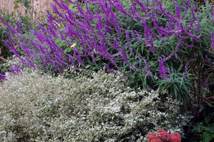 Salvia Santa Barbara 3 Gal