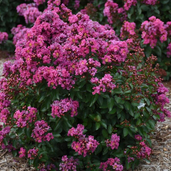 Crape Myrtle Barista Sweet Macchiato 5 Gal