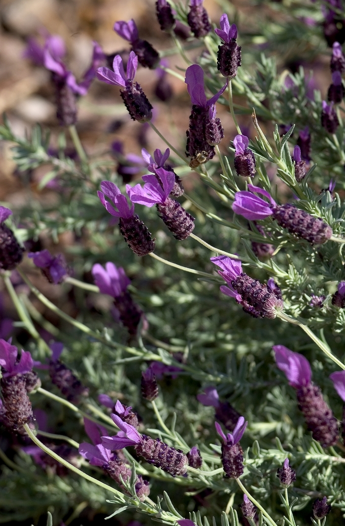 Lavender Meerlo 1 Gal