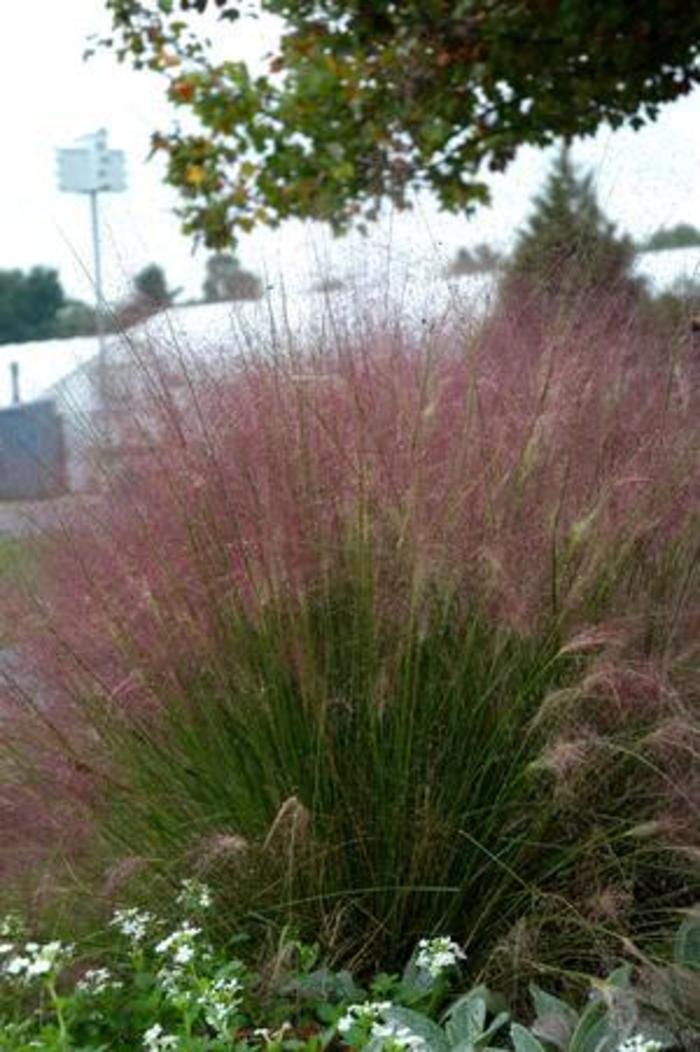 Ruby Muhly Grass 1 Gal