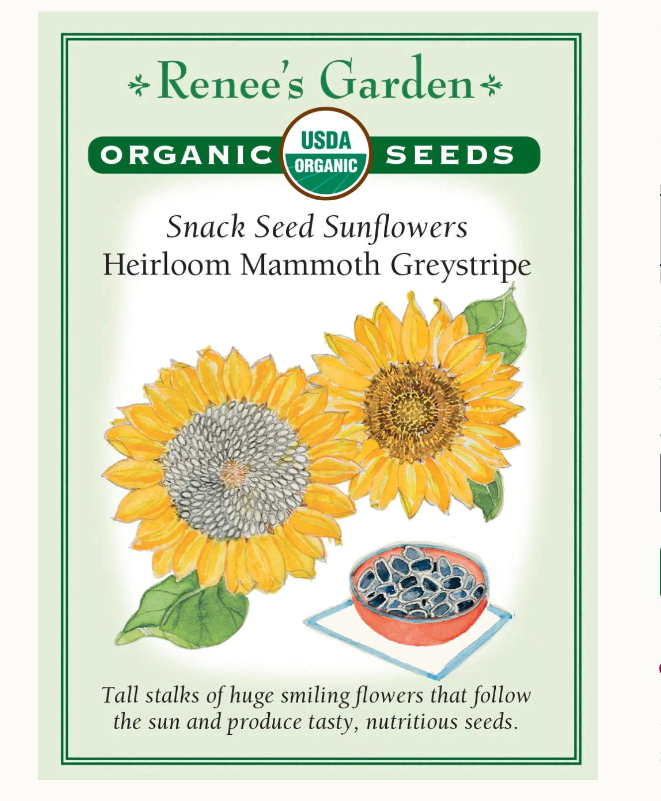 Renee's Garden | Snack Seed Sunflowers Heirloom Mammoth Greystripe
