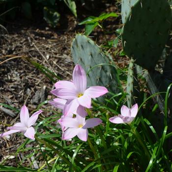 Rain Lily 1 Gal