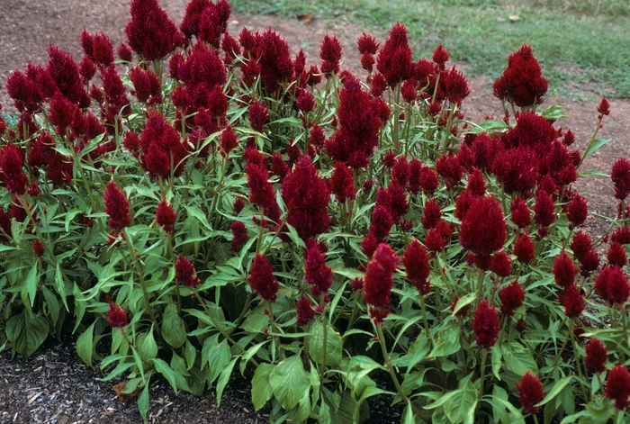 Celosia New Look Scarlet 1 Gal