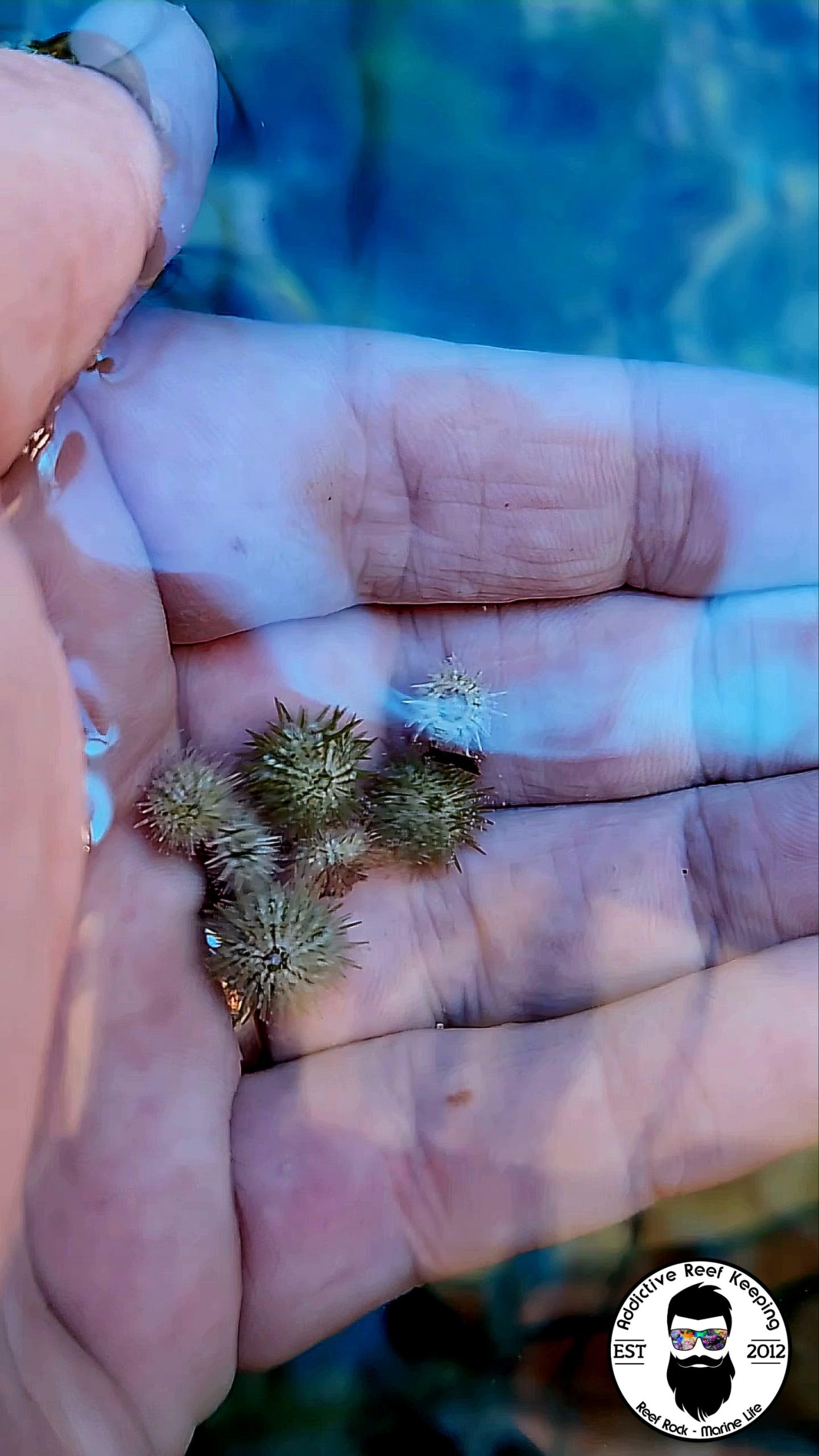 Micro Size Pin Cushion Urchin (Lytechinus variegatus) – Tiny- Algae Eater