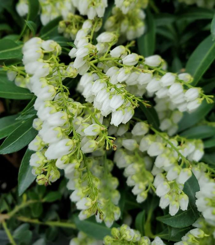 Pieris Southern Lady 3 Gallon