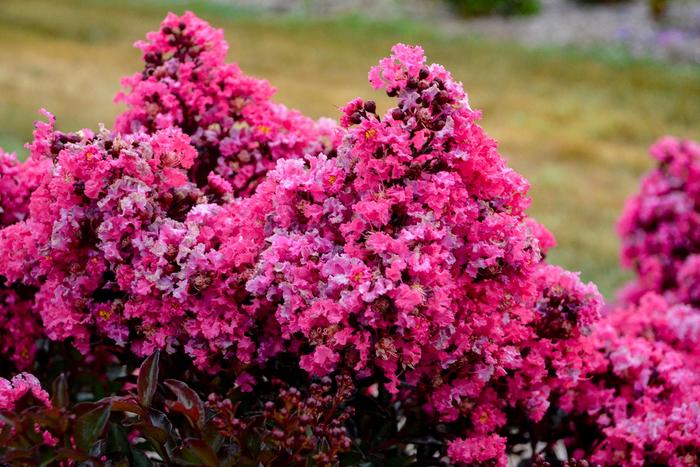 Crape Myrtle Barista Cherry Mocha 1 Gal