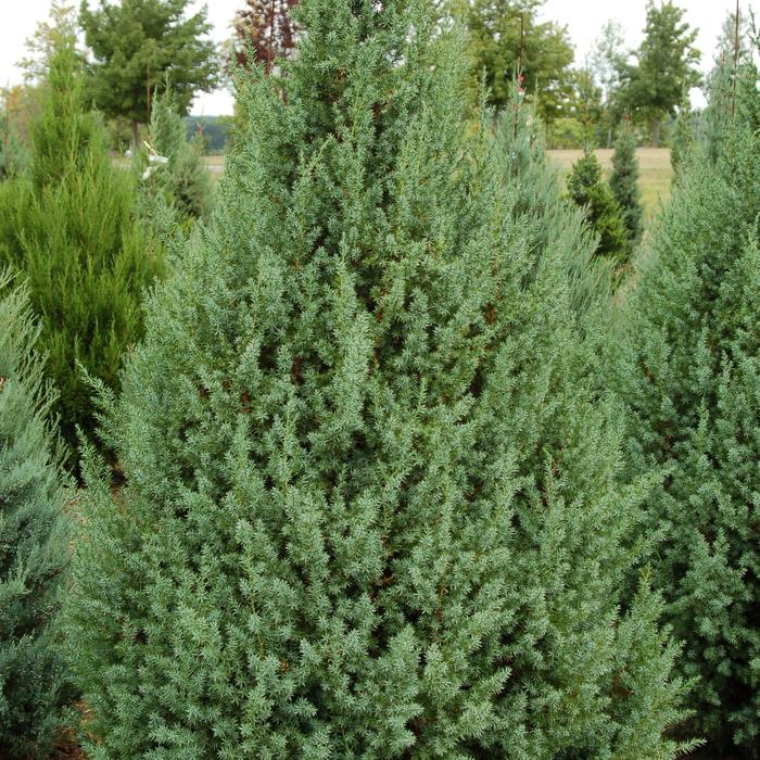 Juniper Hollywood 15 Gal