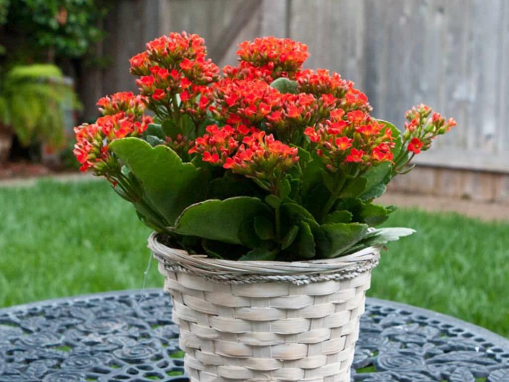 Flaming Katy - Kalanchoe blossfeldiana - Hardy Succulent Houseplant