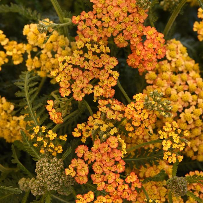Yarrow Milly Rock Yellow 1 Gal