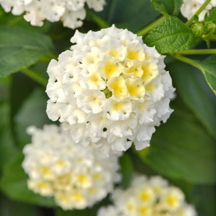 Lantana Bloomify Orange 1 Gal