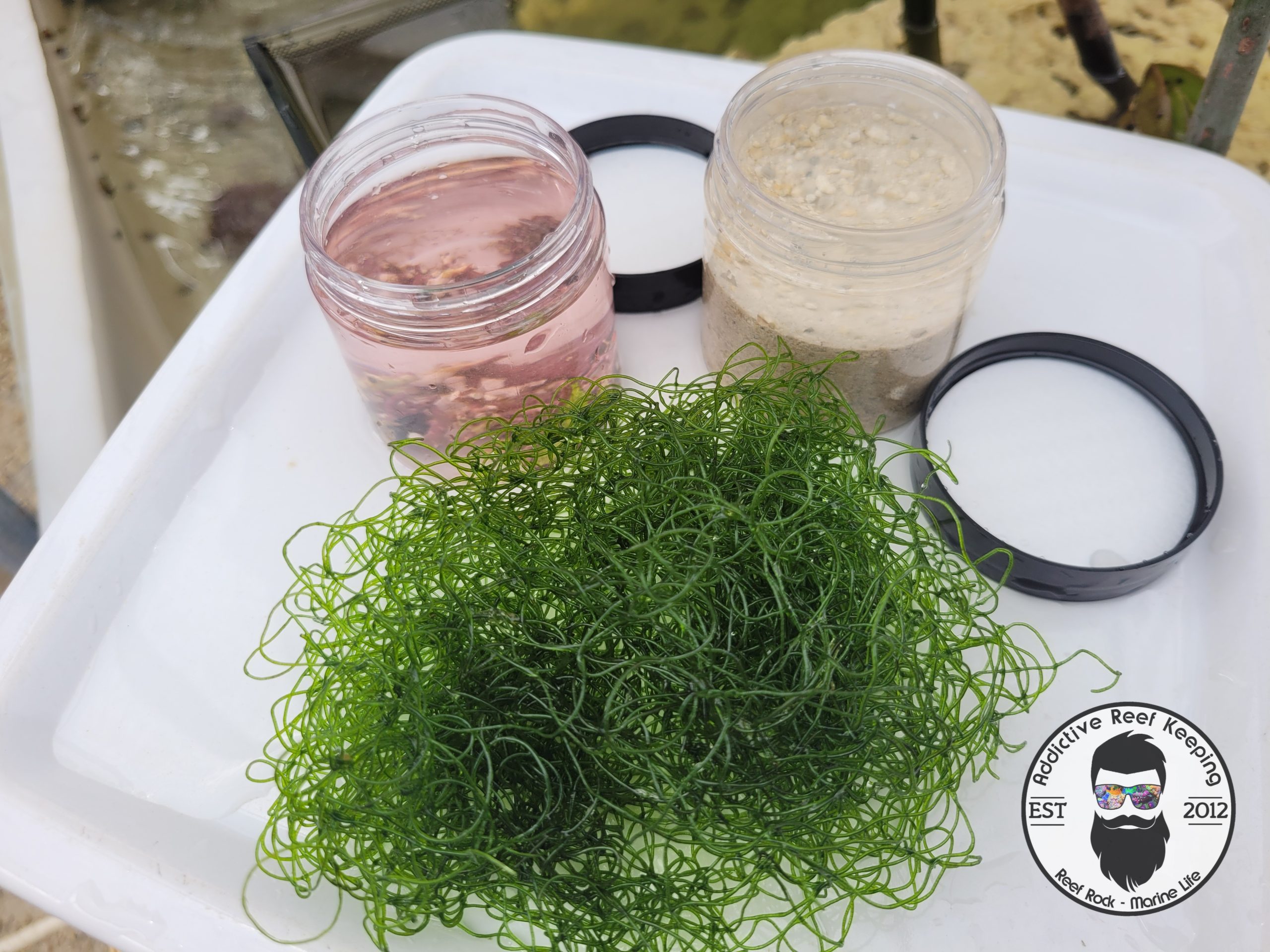 LIVE Saltwater Starter Kit 4oz Liquid Coralline Algae, Chaeto, LIVE Sand 1/2 cup