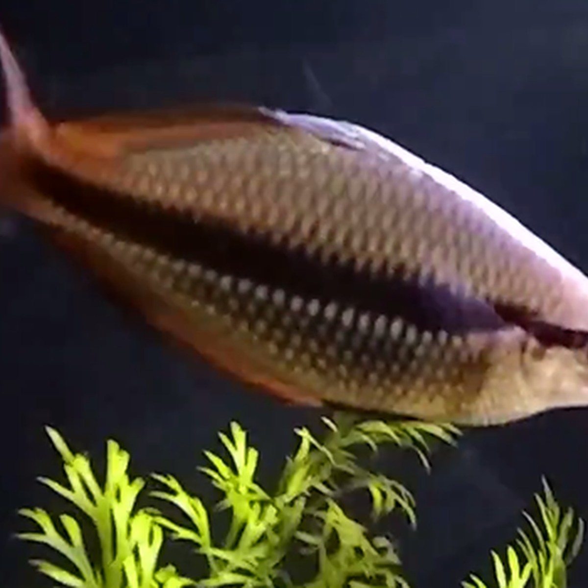 New Guinea Rainbow