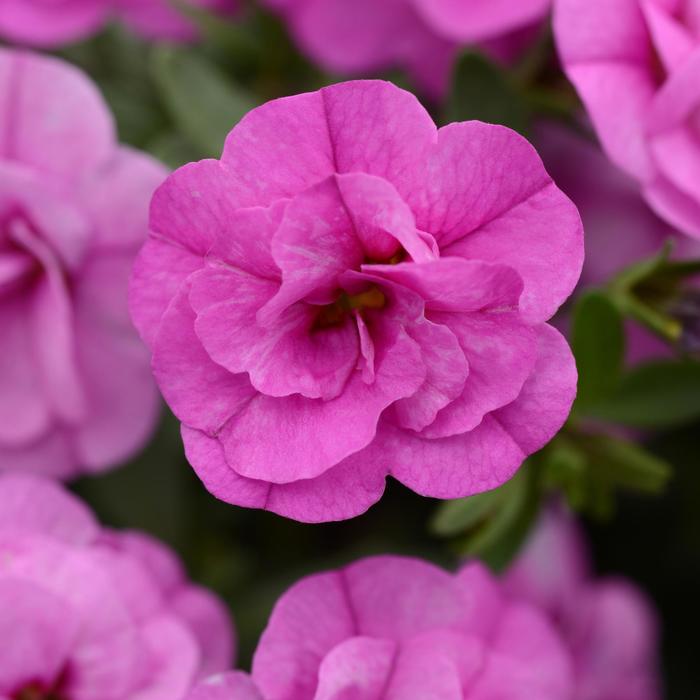 Million Bells Minifamous Double Red Quart