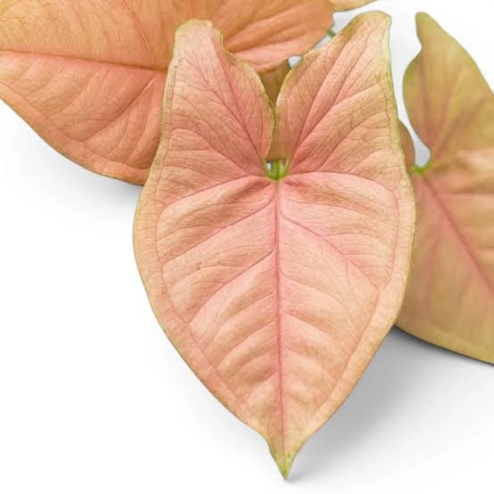 Syngonium 'Pink', 6"