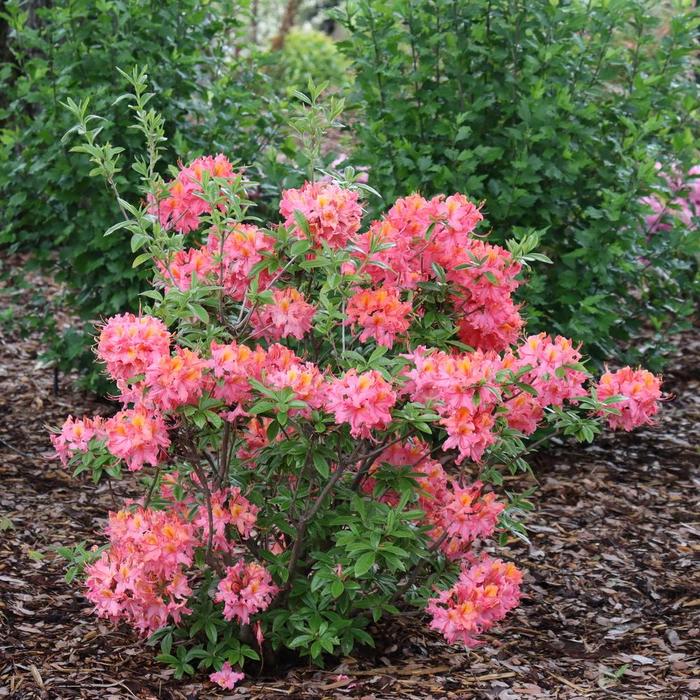 Azalea Pink Ruffles 3 Gal