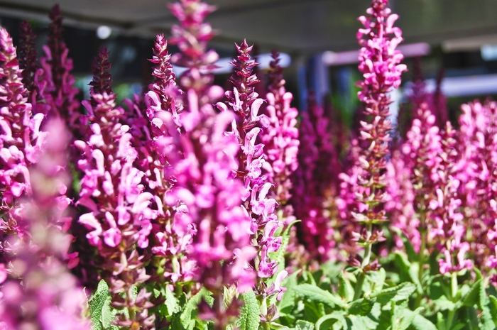 Salvia Nemorosa Sky Blue 1 Gal