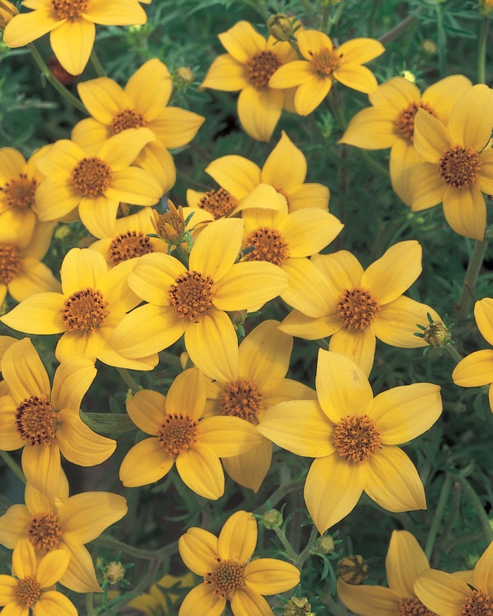 Bidens Golden Empire 6"