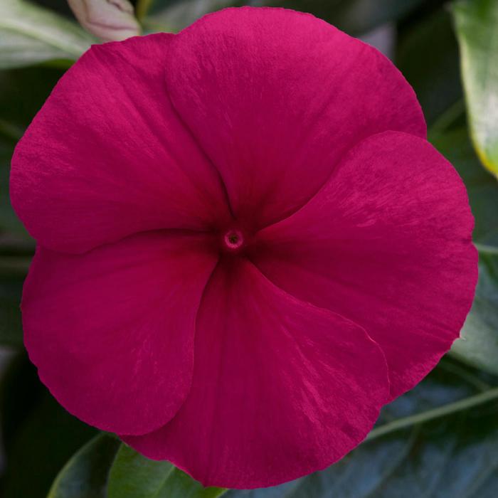 Vinca Flower Mix 1 Gal