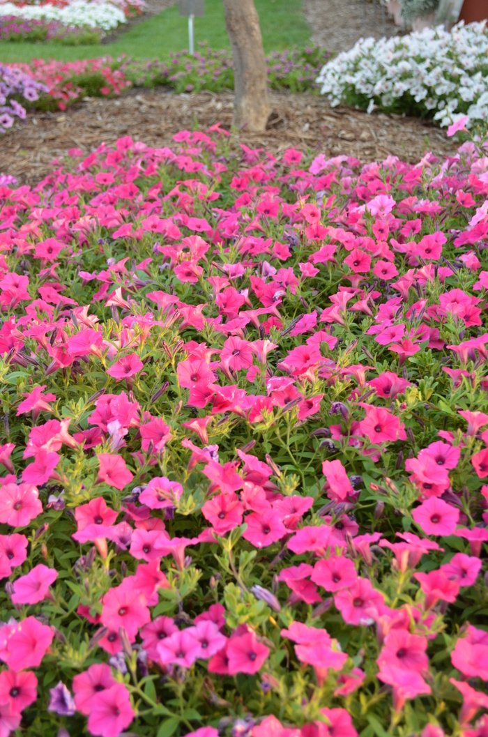 Petunia Supertunia Vista Jazzberry 1 Gal PW