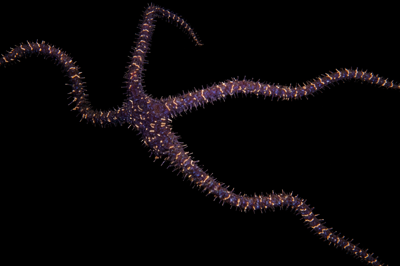 Black Lighting Brittle Star