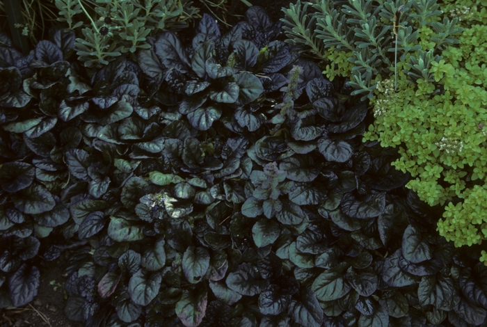 Ajuga Blueberry Muffin QT