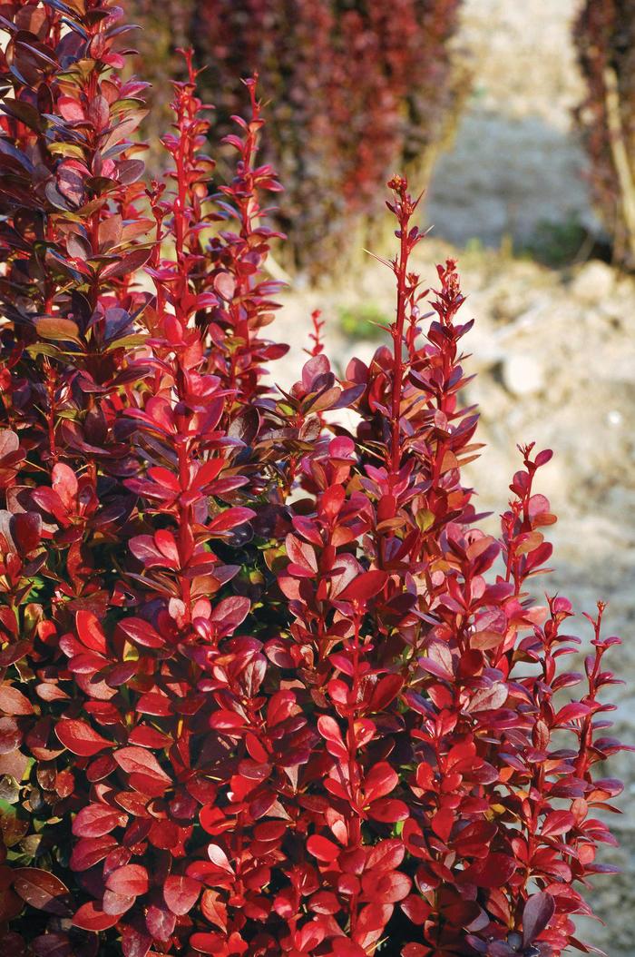 Barberry Rose Glow 5 Gal