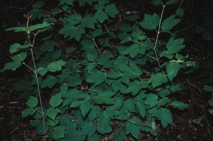 Viburnum Chindo 3 Gal