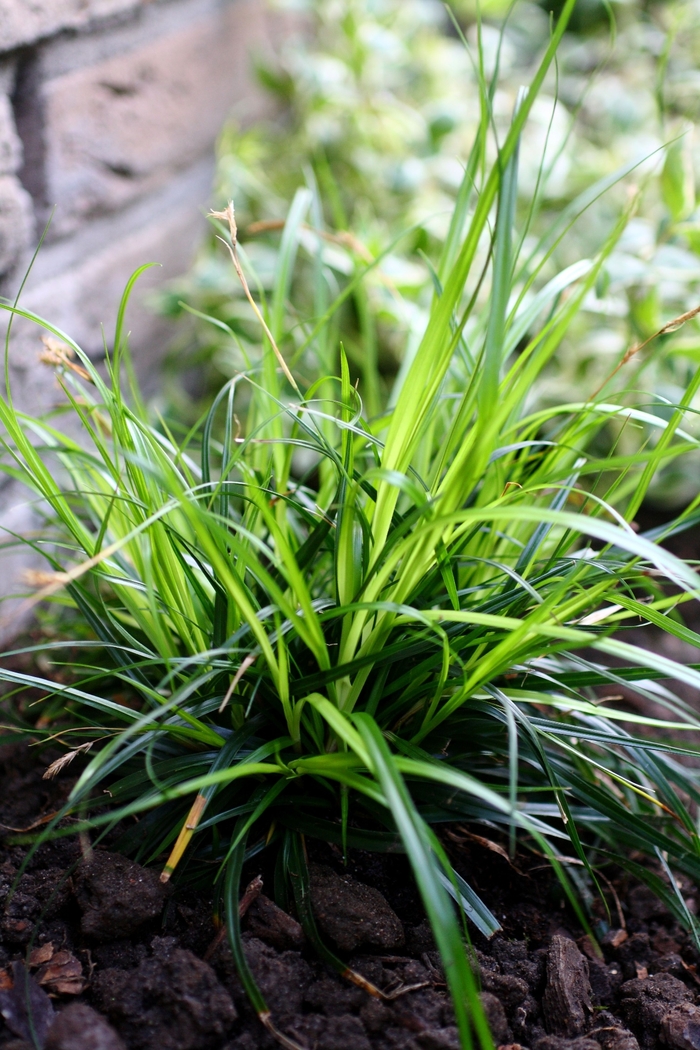 Carex Evercolor Everest 1 Gal