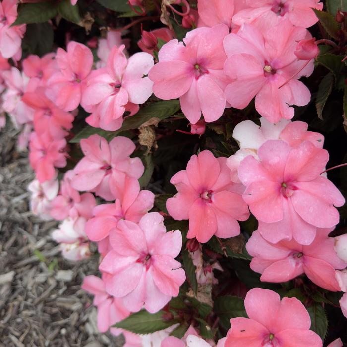 SunPatiens Compact Orchid Blush Quart
