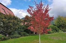 Burgundy Belle Maple (Acer), 7 gallon