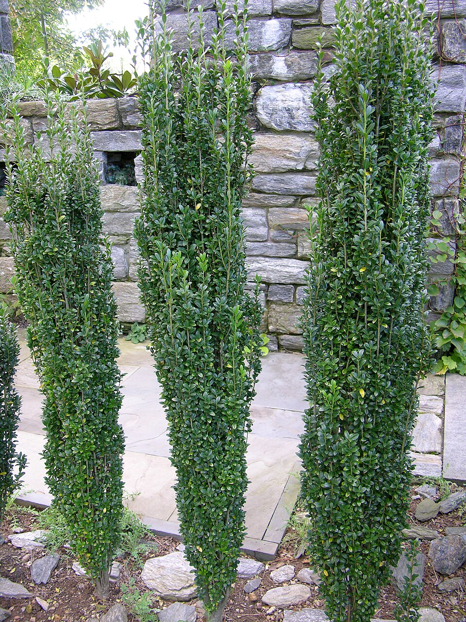 Ilex crenata 'Sky Pencil' (Japanese Holly)