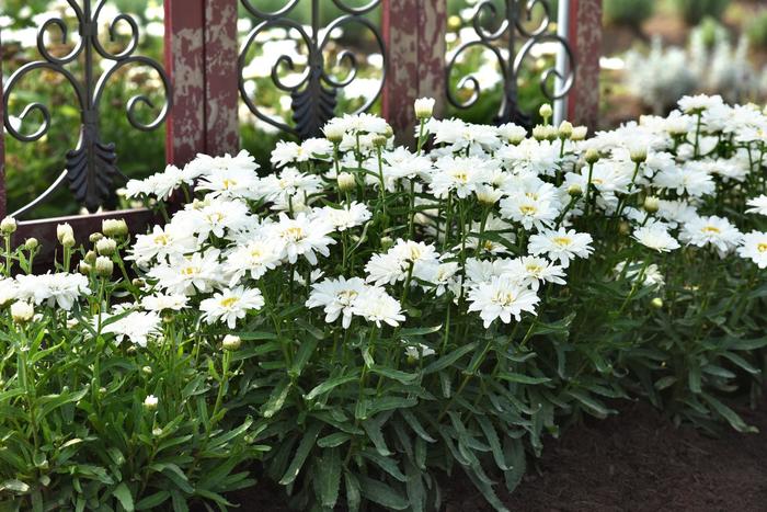Shasta Daisy Make My Daisy Crazy 1 Gal