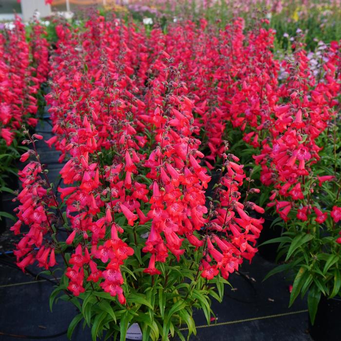 Penstemon Rock Candy 1 Gal