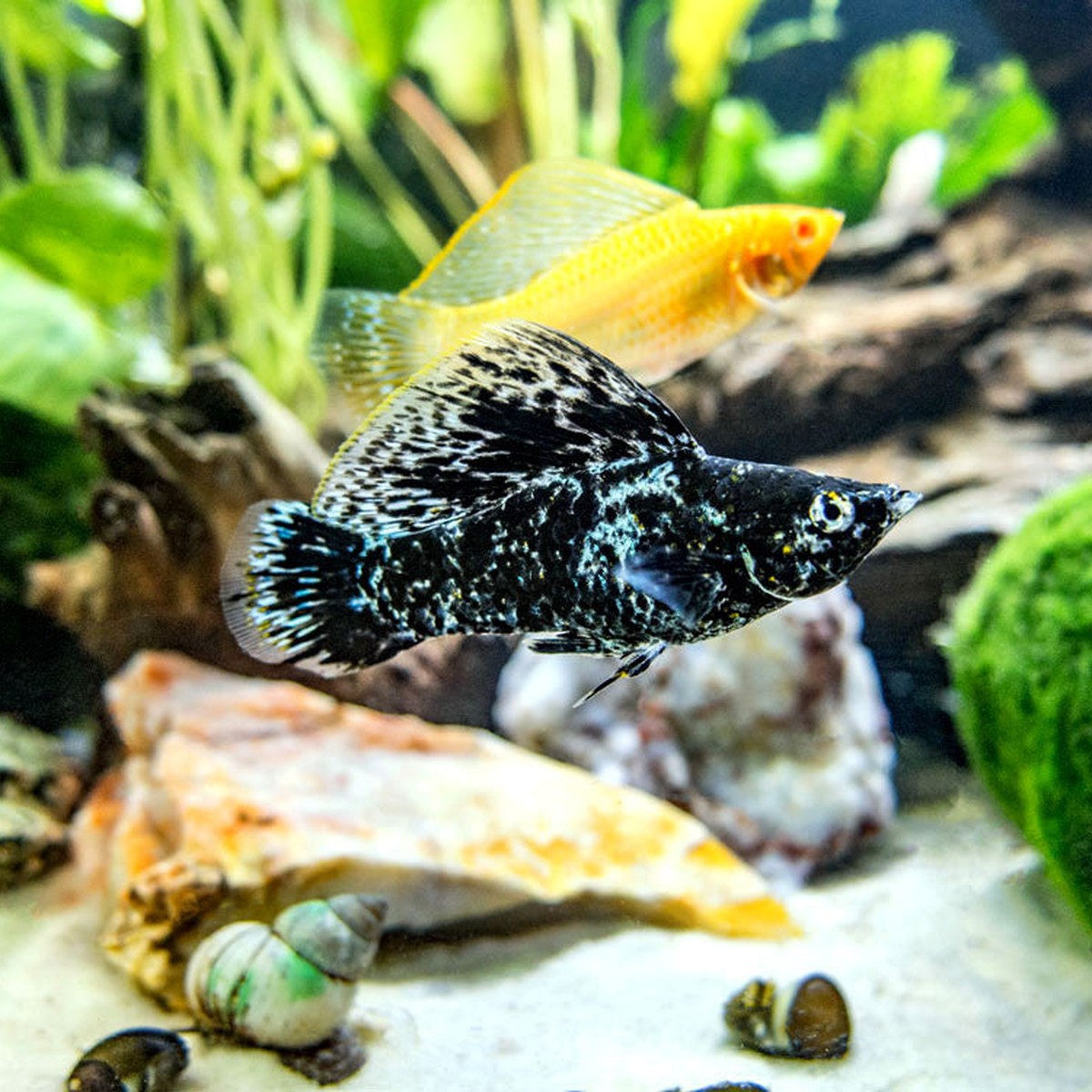 Assorted Sailfin Molly