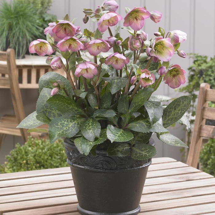 Helleborus Frostkiss Penny's Pink 1 Gal