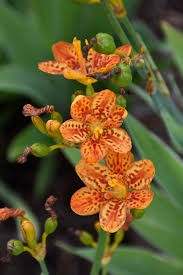 Freckle Face Blackberry Lily (Belamcanda), 1 gallon