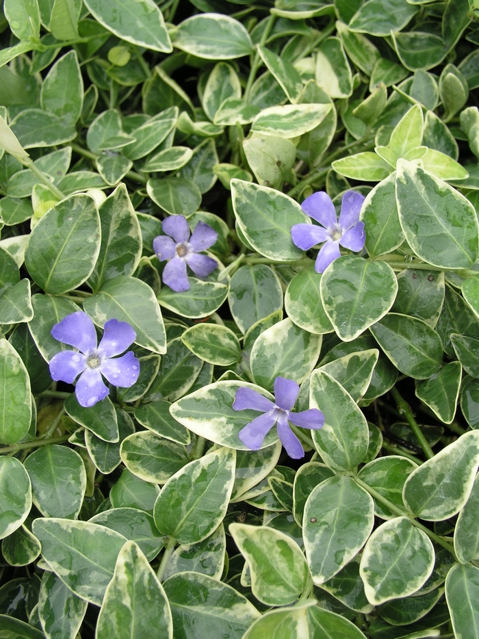 Viola 1 Gal