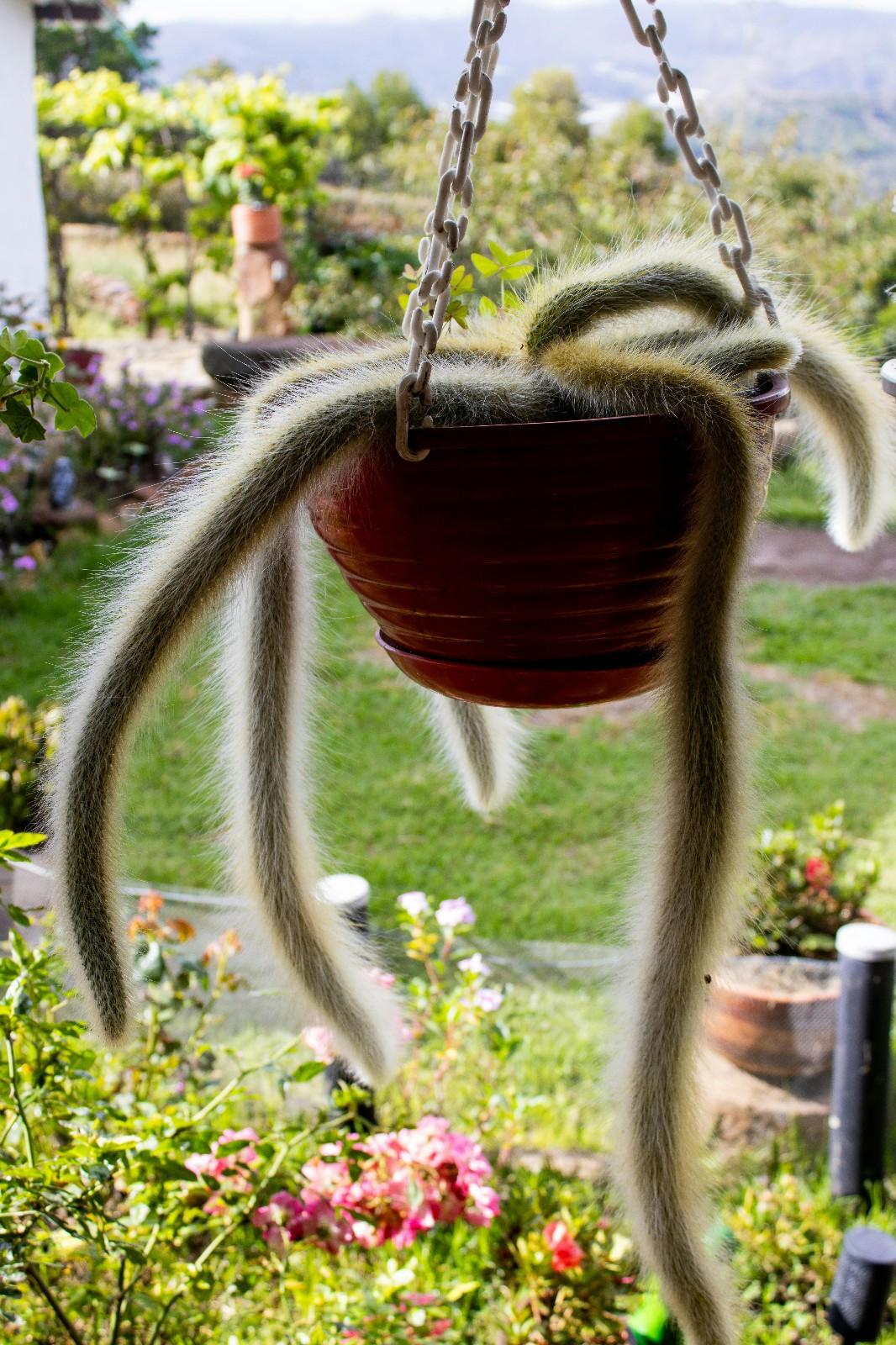 Monkey Tail Cactus - 1x Mini Plug - Interesting Easy Care Trailing Cactus