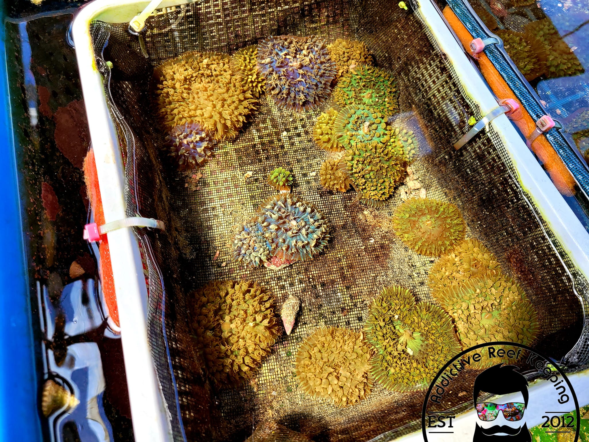 ARK Blue/Green ST. Thomas Mushroom Coral 2-3″