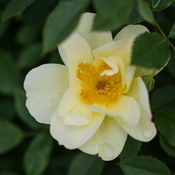 Rose Oscar Peterson 3 Gal