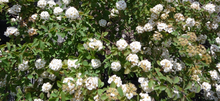 Spirea Gold Thread 7 Gal