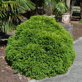 Japanese Cedar Globosa Nana 3 Gal