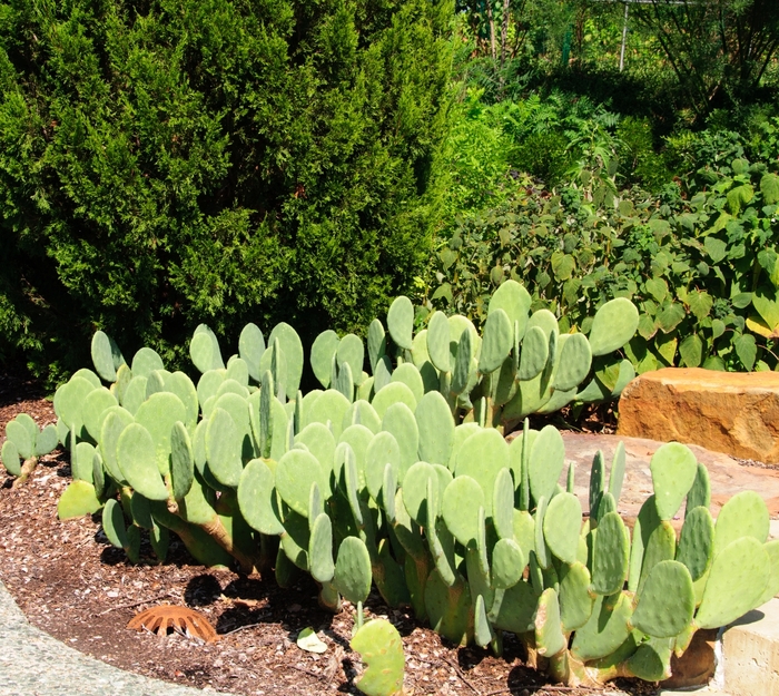 Prickly Pear Premium 10" Pot