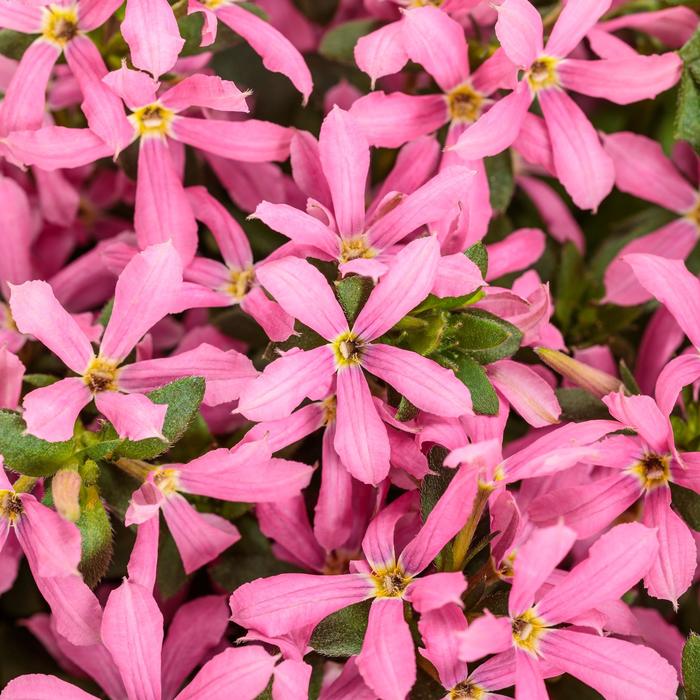 Scaevola Stardiva Blue Quart