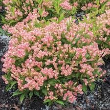 Peach Kisses Weigela, 2 gallon