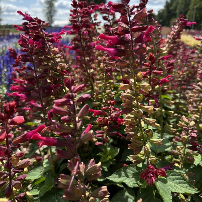 Salvia Rockin Blue Suede Shoes 1 Gal PW