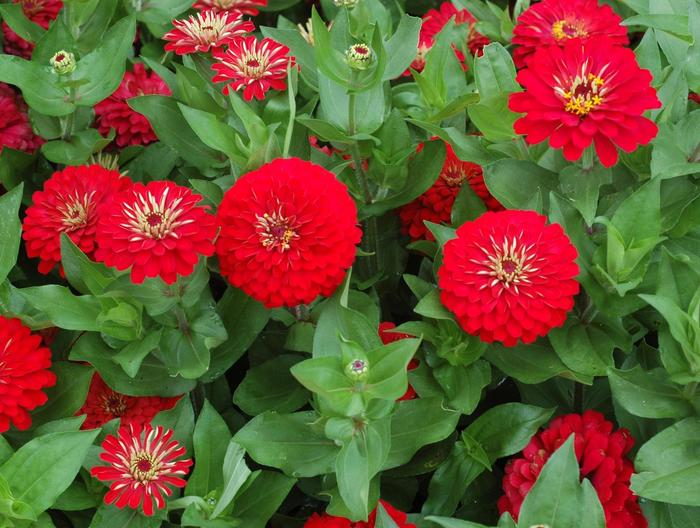 Zinnia Profusion Cherry 1 Gal